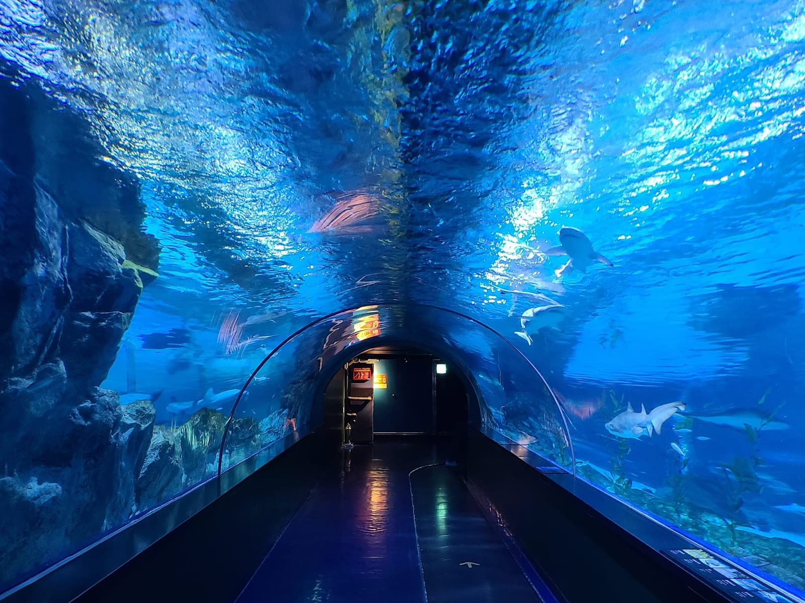 씨라이프 코엑스 아쿠아리움 3