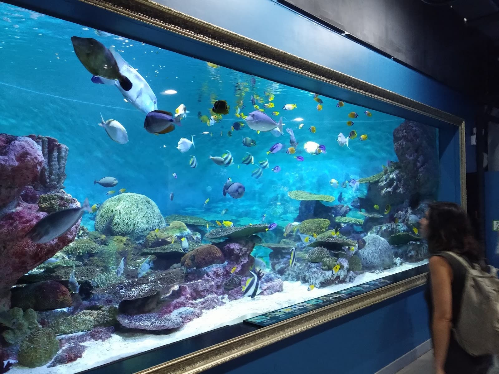 씨라이프 코엑스 아쿠아리움 4