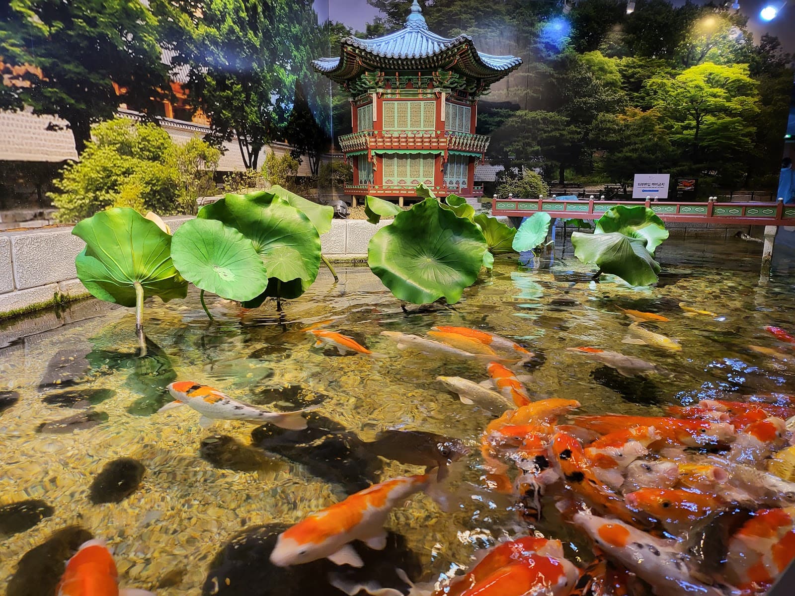 씨라이프 코엑스 아쿠아리움 5