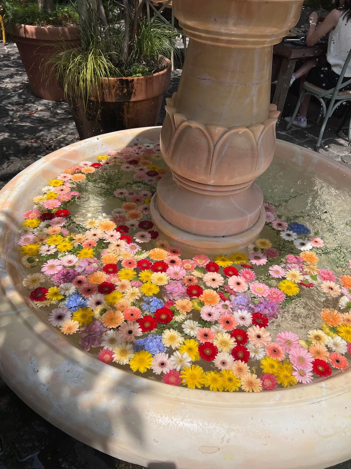 달마시안 압구정 5