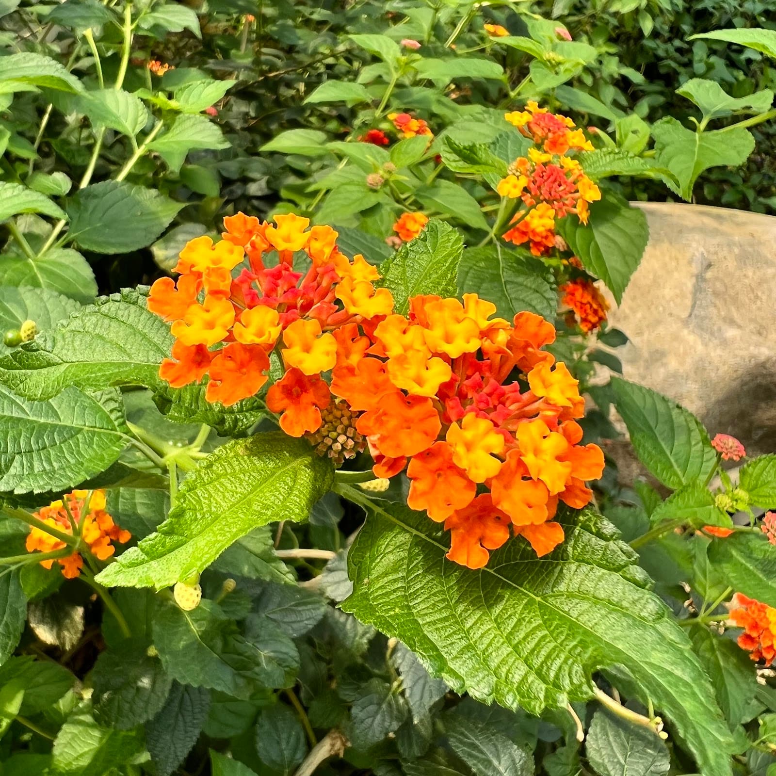 ソウル植物園 5