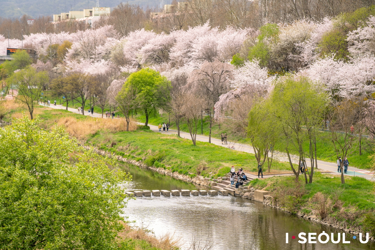 Riverside park scene in Seoul spring